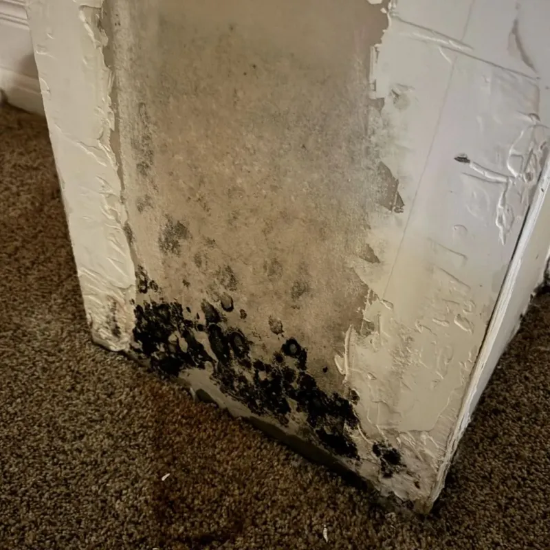 Professional Mold Removal in Woodcreek, TX